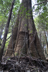 Eucalyptus delegatensis