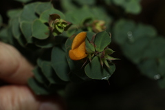 Pultenaea spinosa