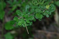 Hibiscus pedunculatus