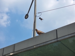 Columba livia domestica