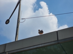 Columba livia domestica