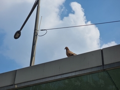 Columba livia domestica