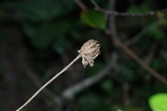 Hibiscus pedunculatus