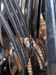 Auchenorrhyncha