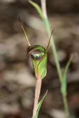 Pterostylis × toveyana