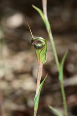 Pterostylis × toveyana