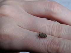 Auchenorrhyncha