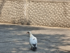 Columba livia domestica