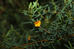 Pultenaea euchila