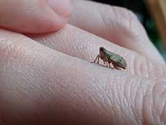 Auchenorrhyncha
