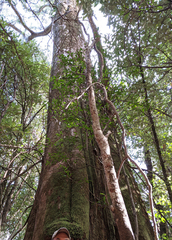 Eucalyptus delegatensis