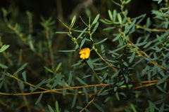 Pultenaea euchila