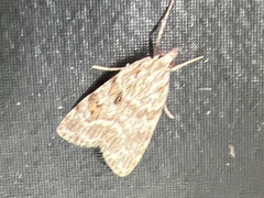 Scoparia pyralella