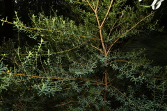 Pultenaea euchila