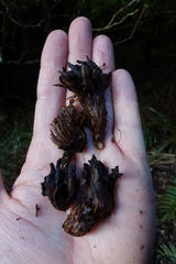 Dactylanthus taylorii