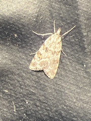 Scoparia pyralella
