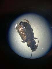 Blethisa multipunctata