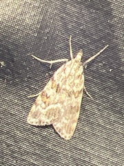 Scoparia pyralella