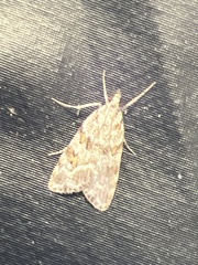 Scoparia pyralella