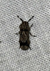 Ozotomerus japonicus