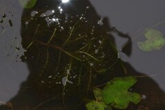 Utricularia stellaris