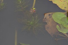 Utricularia stellaris