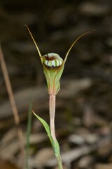 Pterostylis × toveyana