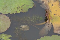 Utricularia stellaris