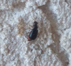 Ebaeus