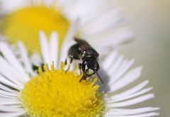 Hylaeus intermedius