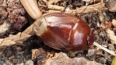 Macroscytus brunneus