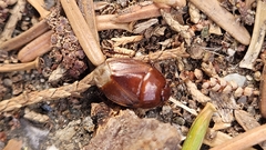 Macroscytus brunneus