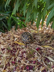 Testudo hermanni