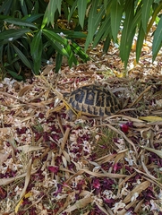 Testudo hermanni
