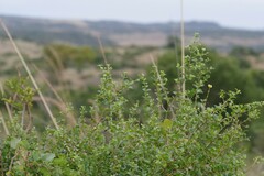 Canthium spinosum