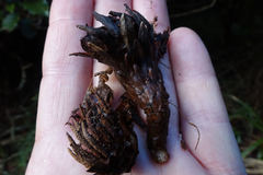 Dactylanthus taylorii