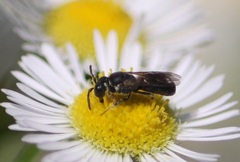 Hylaeus intermedius