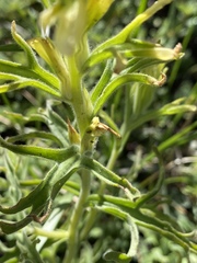 Castilleja pilosa