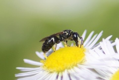 Hylaeus intermedius
