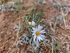 Aster altaicus