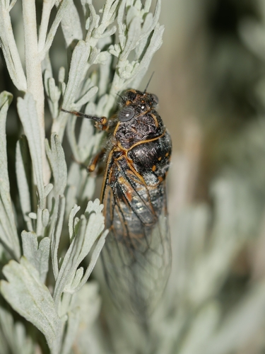Sagebrush Cicada photo 3