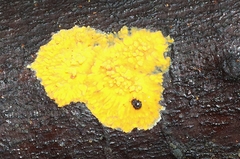 Phlebia subceracea