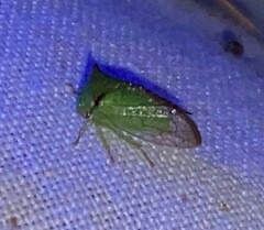 Stictocephala militaris