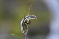 Pterostylis dolichochila