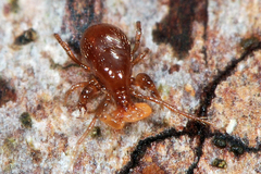 Pergamasus