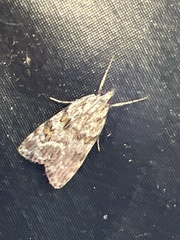 Scoparia pyralella