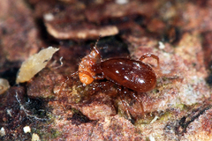Pergamasus