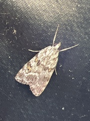 Scoparia pyralella