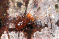 Pergamasus