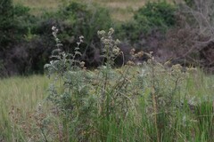 Berkheya bipinnatifida